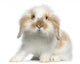 Lop rabbit Wall Decal