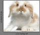 Lop rabbit Wall Decal