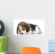 Beagle Puppy 1 Month Wall Decal