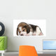 Beagle Puppy, 1 month old, lying in front of white background Wall Decal