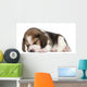 Beagle Puppy, 1 month old, lying in front of white background Wall Decal