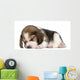 Beagle Puppy, 1 month old, lying in front of white background Wall Decal