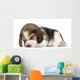 Beagle Puppy, 1 month old, lying in front of white background Wall Decal