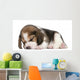 Beagle Puppy, 1 month old, lying in front of white background Wall Decal