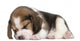 Beagle Puppy, 1 month old, lying in front of white background Wall Decal