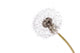 Dandelion Wall Decal