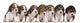 Group Beagle Puppies 4