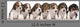 Group Beagle Puppies 4