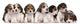Group Beagle Puppies 4