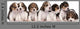 Group Beagle Puppies 4