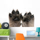 Close-up Puppy's Paws Wall Decal
