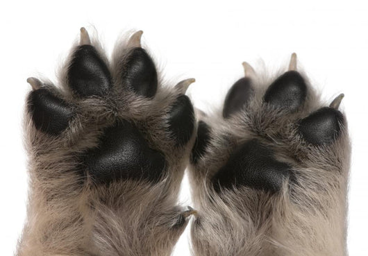 Close-up Puppy's Paws Wall Decal