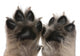 Close-up Puppy's Paws Wall Decal