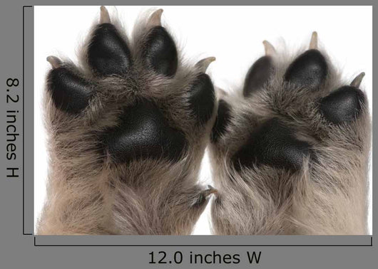 Close-up Puppy's Paws Wall Decal