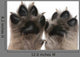 Close-up Puppy's Paws Wall Decal