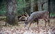 Whitetail Deer Buck Walking
