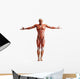 Anatomy Muscles Wall Decal