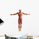 Anatomy Muscles Wall Decal