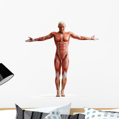 Anatomy Muscles Wall Decal shown on a wall