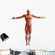 Anatomy Muscles Wall Decal