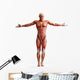Anatomy Muscles Wall Decal