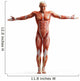Anatomy Muscles Wall Decal