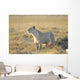 Lioness Wall Mural