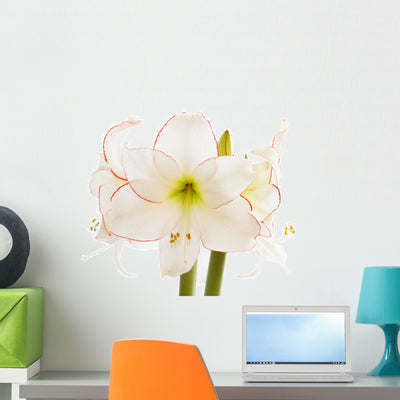 Amaryllis Close-up Wall Decal shown on a wall