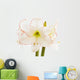 Amaryllis, close-up Wall Decal