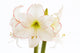 Amaryllis, close-up Wall Decal