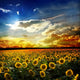 Sunflower Wall Mural