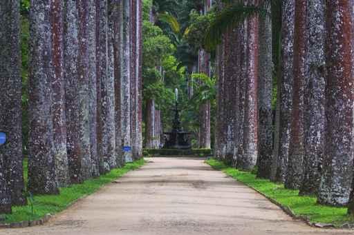 Botanical Garden Brazil Wall Decal