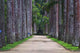 Botanical Garden Brazil Wall Decal