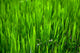 Grass Wall Mural