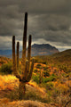 desert saguaro 81 Wall Mural