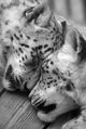 Snow Leopards Sleeping Wall Mural