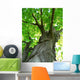 Maple Tree Wall Mural