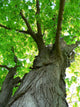Maple Tree Wall Mural