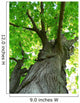Maple Tree Wall Mural