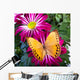 Howqua Butterfly
