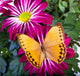 Howqua Butterfly
