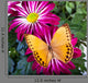 Howqua Butterfly
