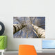 Winter Birches White Rime
