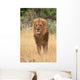Lion king Wall Mural