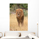 Lion king Wall Mural