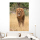 Lion king Wall Mural