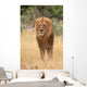 Lion king Wall Mural