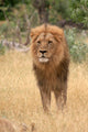 Lion king Wall Mural