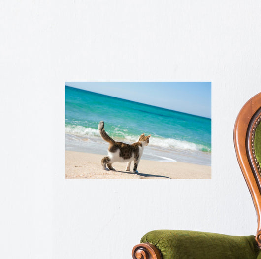 Cat on the beach Wall Mural