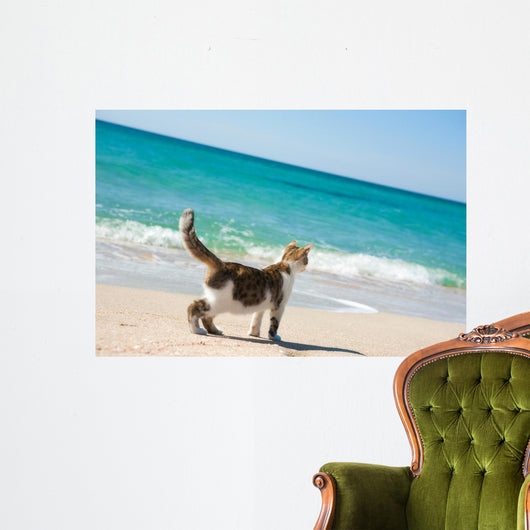 Cat on the beach Wall Mural